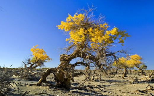 1757731 (a): :1920x1200